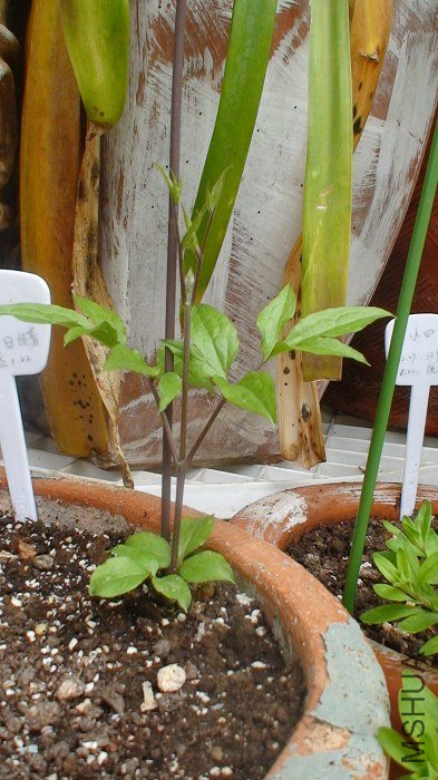 ����2-19�յ����ӣ�