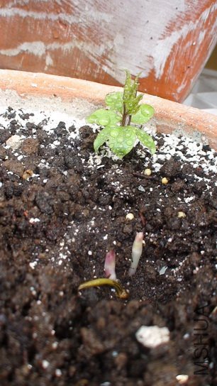 2-14�գ��ڿ��������°�ѿ�����ǰ�ѿ���Ѿ���������ѿ�Աȣ�ֻ��ϧ��������ѿ����û�ܳ���������