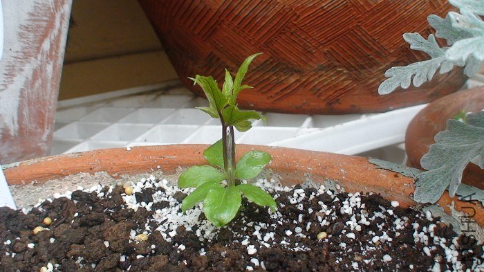 2-15�գ���ѿ�ֳ����ˣ�