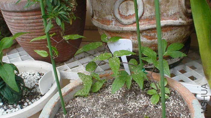 2-27�գ�֦������ǣ����