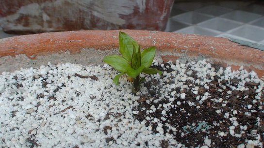 2-13�գ���ѿ�ſ���С�֣�