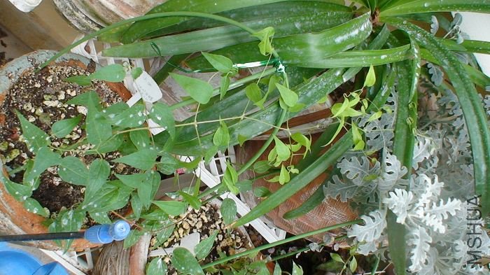 ȫ������ӣ�