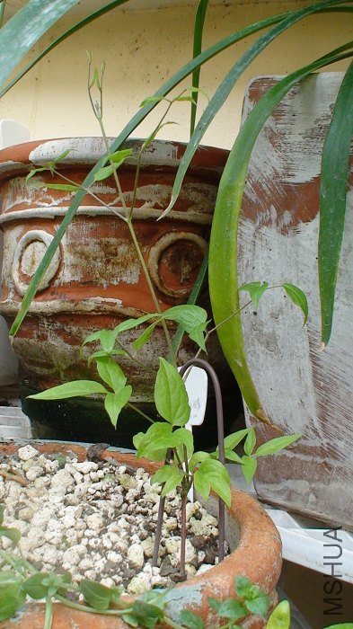 5-25�գ�֦����ǰ����۽���ù���������ˣ����Ǻ����ַ������µ�֦����