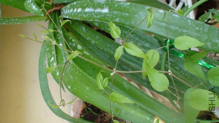 6-17�գ������Ѿ��������ˣ��ڴ��Ž����ܶ࿪���䣡