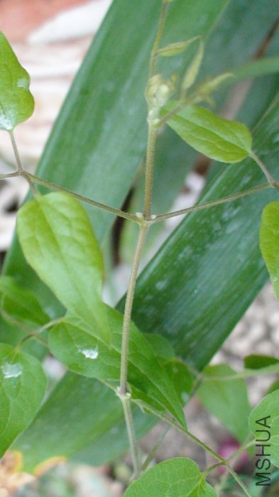 6-11�գ�С�����٣���Ȼ��С�������Կ�����ֹһ����