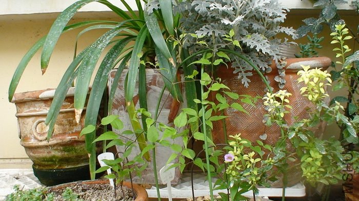 5-31�գ��������Աߵļ����ϵ����ӡ������ҵ�����С�ĵĺ�Ӱ����һ�û�û������