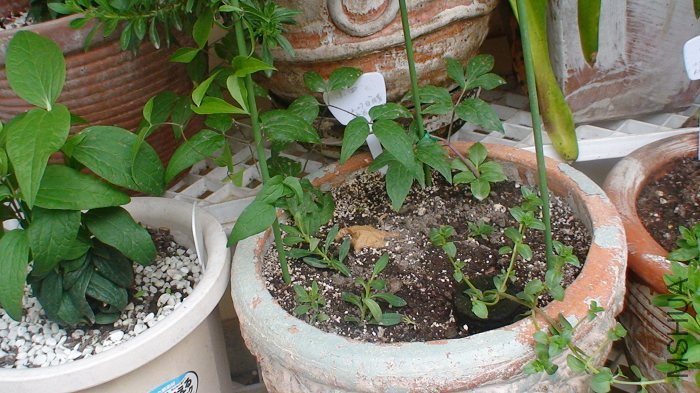 3-11�գ�֦���ֳ�����һЩ������İ�ѿҲ��ʼ���˳�����