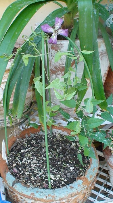 ����ϸ�ȫ���գ�