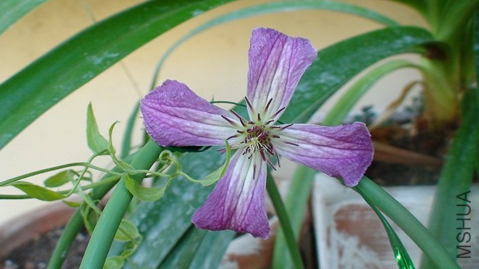 7-1�գ�С�����ڿ���������ؿ�������һ�������Ļ���ȥ����İ겢����׼��