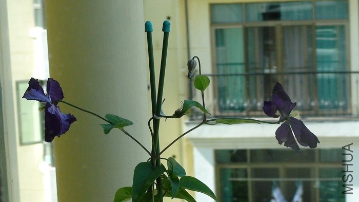 7-1�գ�������������ӣ��µĻ����ƺ�Ҳ�쿪�ˣ��Ѿ���ɫ����