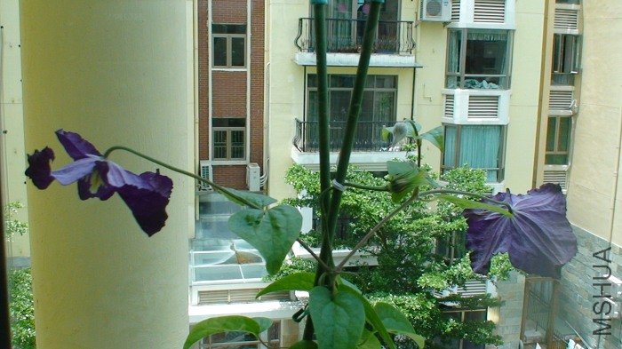 6-29�գ��Ѿ����ٵ�֦���ֳ�����һЩ���һ������´���