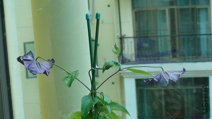 6-27�գ�������������ӣ��µ�֦���Ѿ�������������٣���һ�仨��л�������˻��