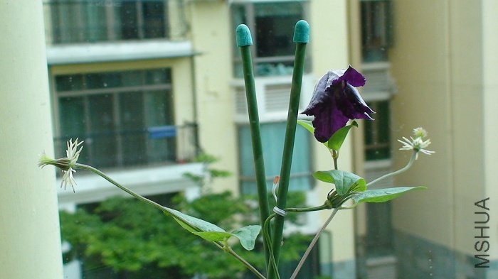 7-4��, �������ֿ�����! ���Ѿ��ǵ��Ķ���! �ڶ��������仨Ҳл�ˣ�����һ�������������ˣ���֪�ò��ü��أ� ...