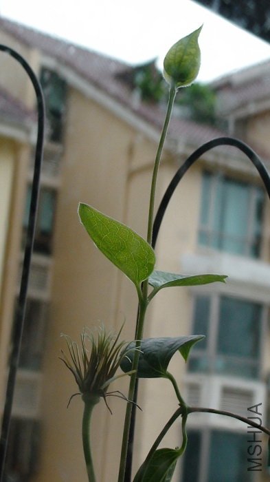 7-4�գ������Ļ�һл���ֳ���֦�����ִ��˻��٣�