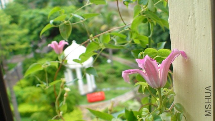 7-4�գ������ȿ����˵�8��9�仨����