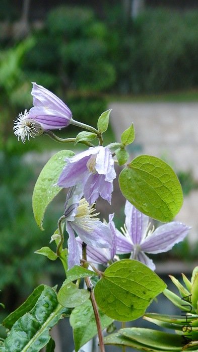 ����Ǻ���Ұ���أ�СС�ģ�����ïʢ��