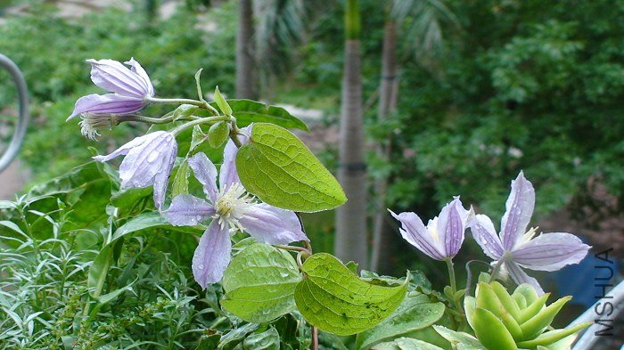 �����Һ�ϲ����