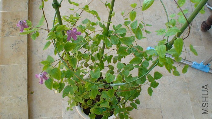 ��ϲ�������۵��̰���