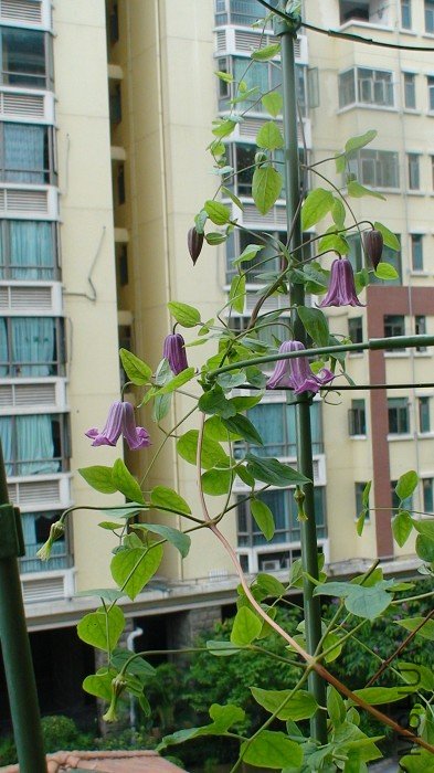 �����л���֪�����Ʒ�����ǷỨ����