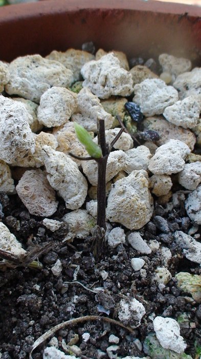 ����7-1�յ�C2��׿÷� �����ֻ֦���˲л�������û����ѿ�ˣ��ⲻ�������������ļ����ˣ�