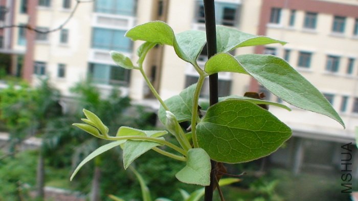 ��õ���ѿ������Щ���Ѿ������֦�������������Ҷ��ҶʱҲ������Ϊ���Ϳ�ҪQ�ˣ����Ƕ�ô�ز�ͬ����