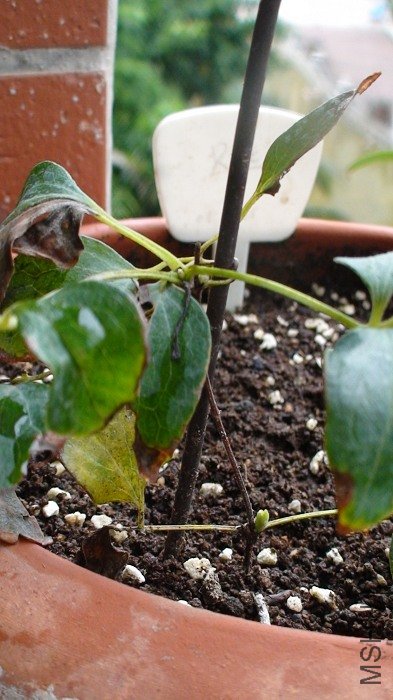 ����Ǳ�˿��ȫ���գ����һ���綼�����ˣ����һֱ���������ܲ���������¿�������ˣ�