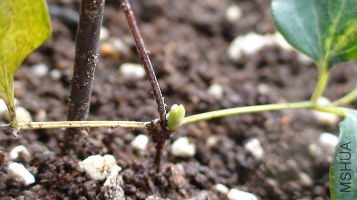 ����Ǳ�˿��ϴ��ʱ�ĸ�ϵҲ�ǲ����ģ�����������ѿ����û���֦���������������ѿ�ˣ�