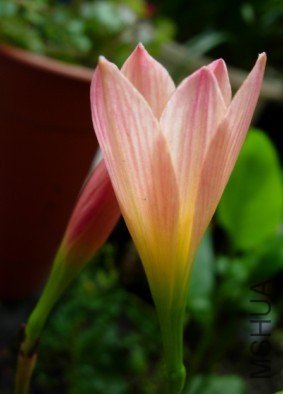 ����Zephyranthes Prairie Sunset.jpg
