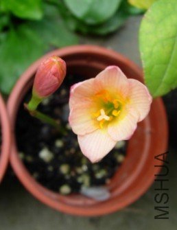 ����Zephyranthes Prairie Sunset  A.jpg