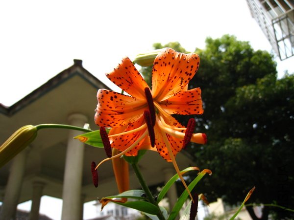 IMG_0645.jpg