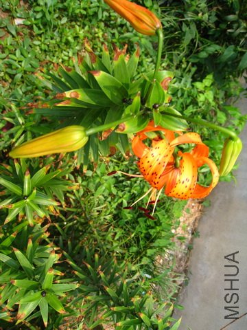 IMG_0641.jpg