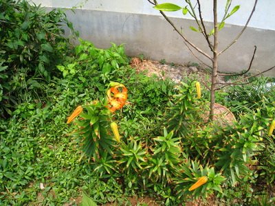 IMG_0638.jpg