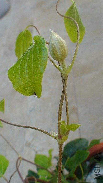 7-1��, �����Ѿ����͵úܴ���! ��������ҶҸ���Ļ�����!