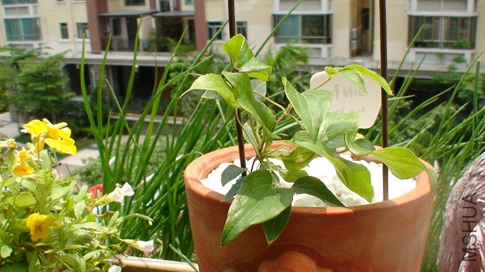 4-29��, ������ô����ֲ�����! ���̵�ҶƬ�Ѳѱ������. ��һ�ͳ�������һ�����°�!