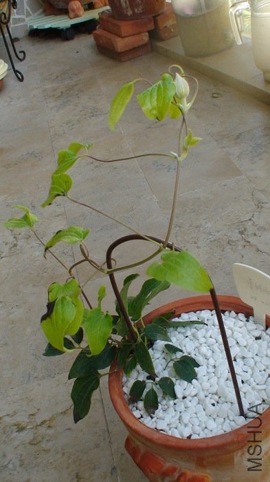 ����7-1��, ����̨������ȫ����. ��ЩҶ�ӱ��紵��Ҷ�߷���.