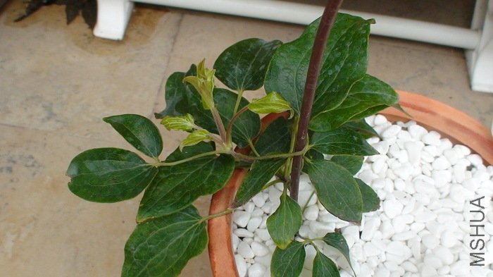 ֱ��6-17��, ��һ�����¹�ȥ��, �����ڳ����һ��֦����!