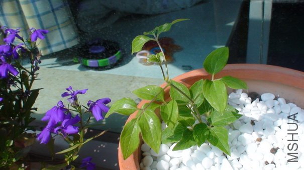 ����2-3�յ�����, ���ܽ���! �������쿪ʼ���ͳ���, ������һֱ�����������, ��ѿή����. �����ҰѶ�ѿ���� ...