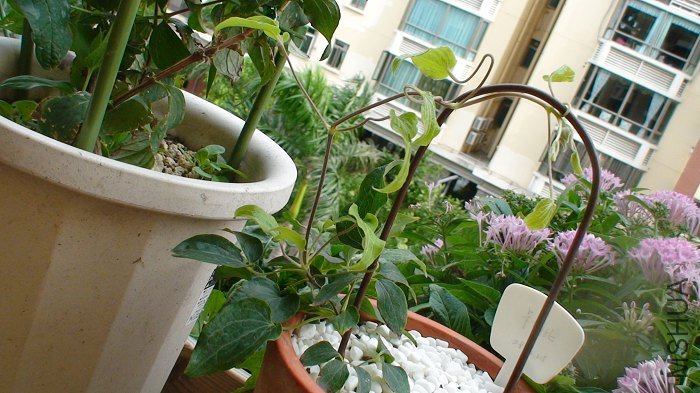 6-23��, �ڳ��֦����5���, ��ôС���羹Ȼ����!(����һ���ճ�����찡!)