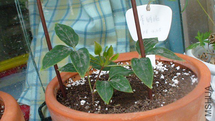 4-5��, ��ѿ�ڳ���.