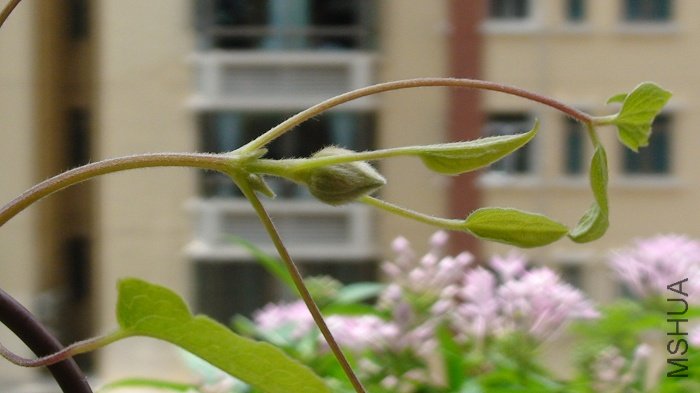 6-26��, �����ڳ���, Ҳ�������! ����дһ��!