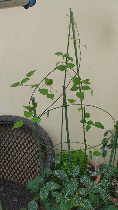 6-26�գ��ֳ�����һЩ����һ�Ƕȿ�����֦���̷��������ȫ�����Լ��̵İ���