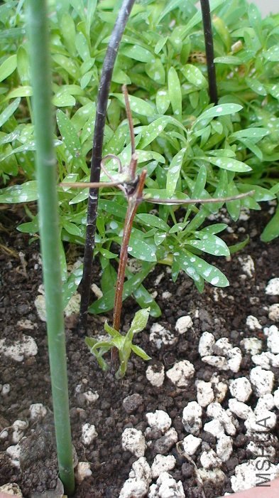 6-11��, �����ڴ������һ�ڴ������������ѿ��! ������˿���! �Ͼ��Ѿ����˰��������!