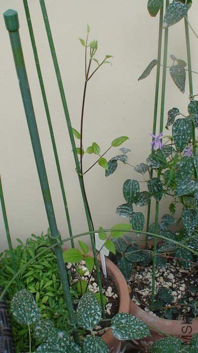 6-17��, ��ѿ���úÿ찡! �ĸ���ѿֻ������ôһ��֦����, ��ȻҪ���ÿ���!