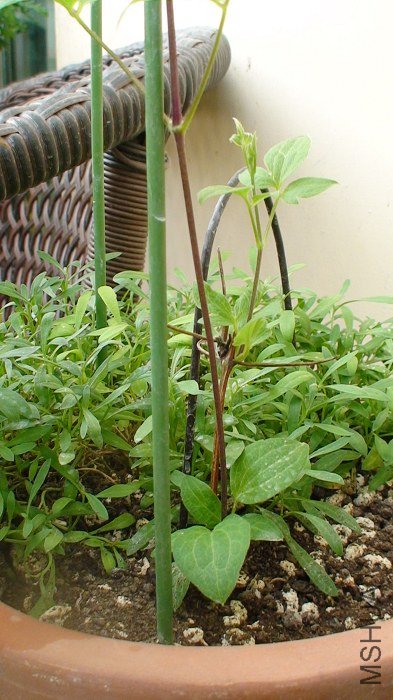 ���ſ�������ؿ������ײ��������һ�ڵ�����ѿ��ֻ��һ��������֦�������ڶ��ڵ�����ѿ������һ֦̫ϸС ...