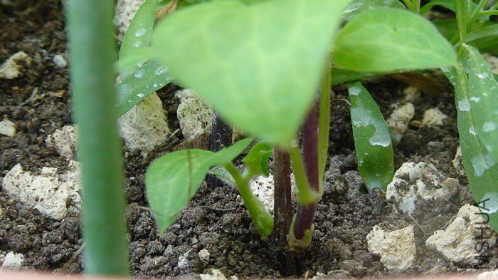 ����дһ��! ���ſ�������ؿ������ײ��������һ�ڵ�����ѿ��ֻ��һ��������֦����