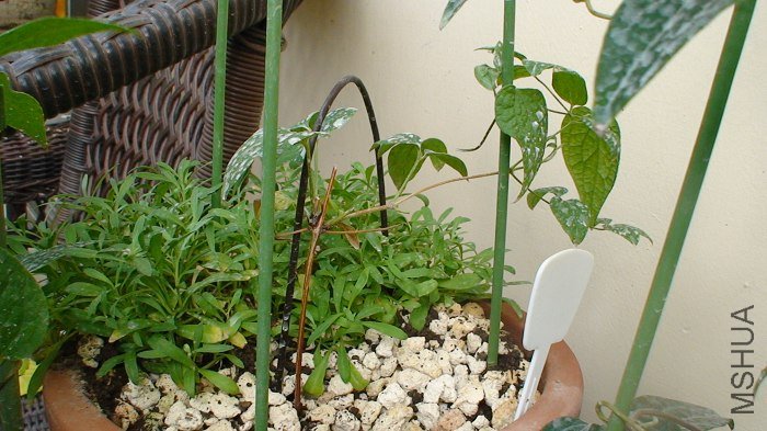 5-25��, ��������(��13��)�Ĳ��������ֱ���ǿ����!