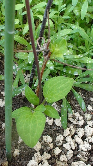 ������дһ��! �ڶ��ڴ�����ѿ���������һ����ϸ��С֦, �Ͳ��ٳ���.