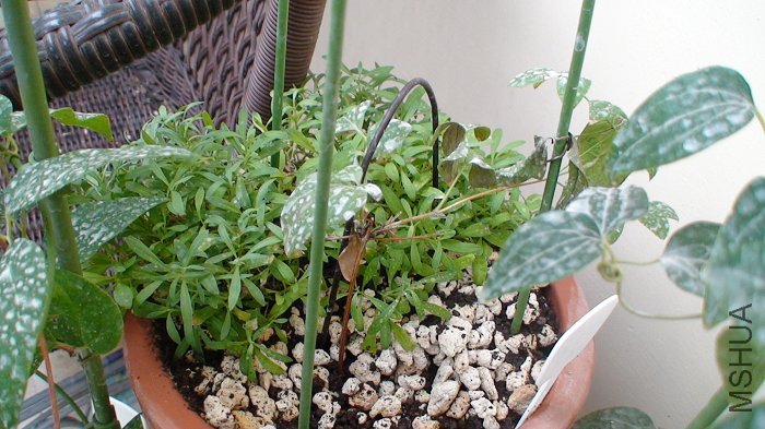 5-29��, ʩ���Ƿۺ�����Щ���˵�����!