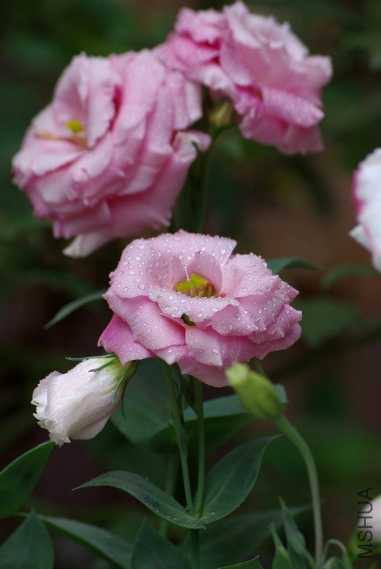 IMGP1822.jpg