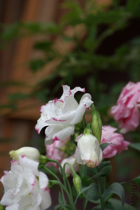 IMGP1819.jpg
